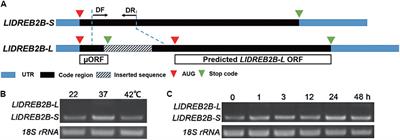 A Canonical DREB2-Type Transcription Factor in Lily Is Post-translationally Regulated and Mediates Heat Stress Response